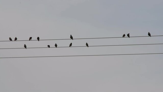 Close-up view of birds sitting on wires