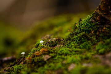 Fototapeta na wymiar moss on the moss