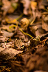 fallen autumn leaves