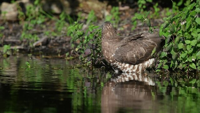 European Honey Buzzard (Pernis apivorus) coming to drink in a pond during a heat wave. France.