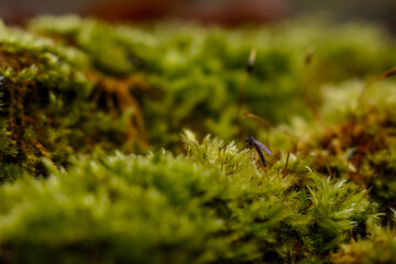 macro of green moss with small sprouts, on wooden bark