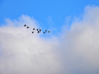 Obraz premium Vogelschwarm im Flug