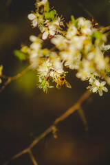 macro of a bee that collects nectar from the white flowers of an apple tree, on a blurred background of branches