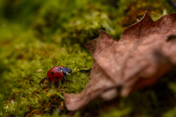 a small red ladybug, near a dry oak leaf, which crawls along the green moss on the tree bark