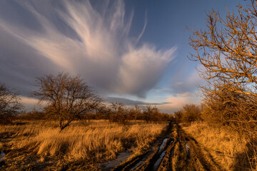 dirt road in a field with tall dried grass, against a background of dry trees, against a blue sky with large blurry clouds, during the golden hour
