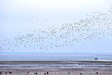Vogelschwarm im Flug