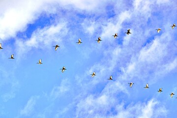 Vogelschwarm im Flug