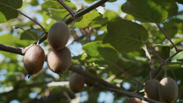 Close-up view of kiwis growing on a tree on a sunny day