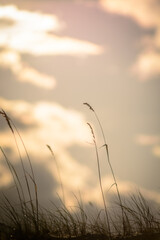 tall spikelets against a background of a bright sky with white clouds