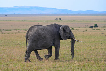 Naklejka na ściany i meble Wild elephant in a natural environment