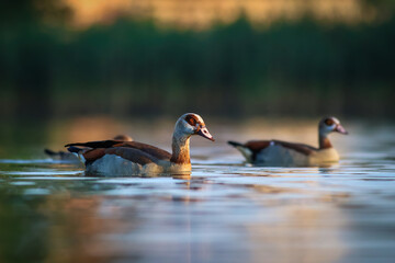 The Egyptian Goose (Alopochen aegyptiacus