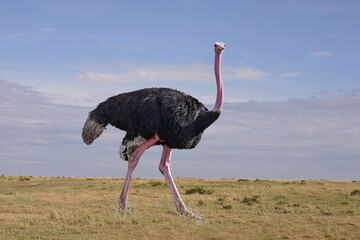 Ostrich walking through the savannah