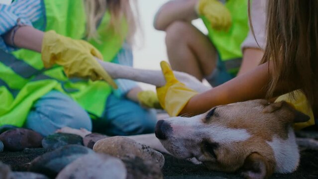 team group of volunteersVeterinary help homeless animals ,inspection of a stray dog close-up slow mo