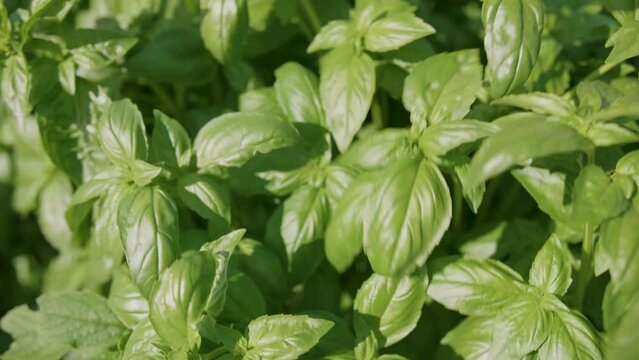 Close-up view of basil bushes growing in agricultural fields