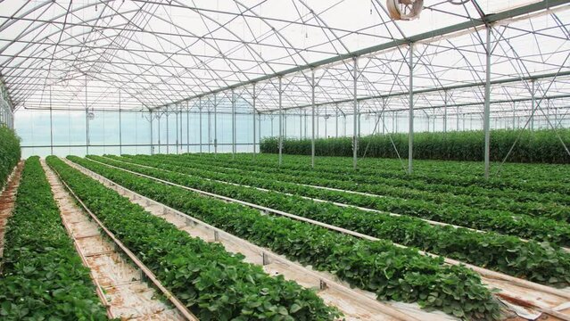Beautiful view of plant rows growing in a greenhouse