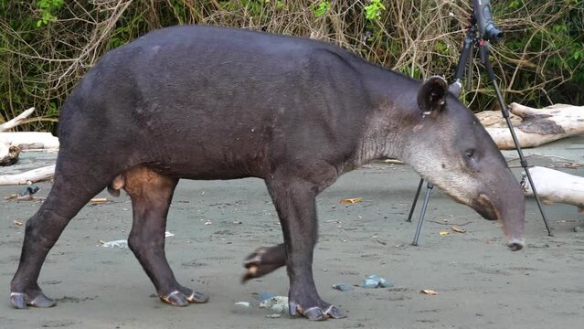 Close up of a male Endangered Baird's Tapir, Tapirus bairdii, at Sirena River in Corcovado National Park, Costa Rica