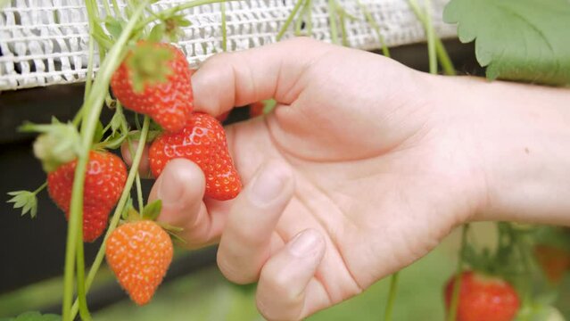 Close-up slow-motion of a hand picking a strawberry growing in a garden
