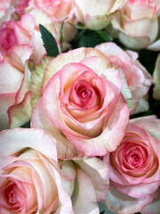 Delicate blooming light pink roses with a more intense pink color on the edges of the petal and green leaves, close-up, top view. Bouquet of roses. Sign of attention. Present.