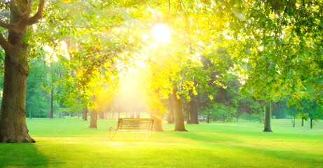 Beautiful warm summer natural landscape of park with sun