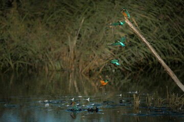 flock of kingfisher birds perched on a branch overlooking a tranquil body of water