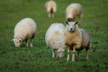 Closeup of sheep grazing in a meadow with one staring at the camera with a blurry background