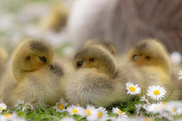 four ducks in front of one another in some daisies