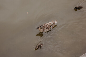 duck with her ducklings