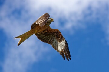 Red kite (Milvus milvus) soaring gracefully through the air on a sunny day against a blue sky