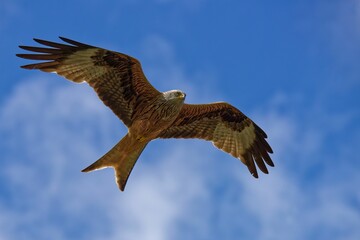 Red kite (Milvus milvus) soaring gracefully through the air on a sunny day against a blue sky