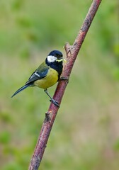 Fototapeta premium Great tit perched on a twig with a caterpillar in its beak.