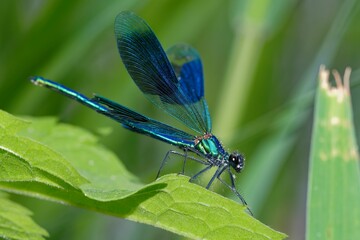 Banded demoiselle (Calopteryx splendens) in sunlight