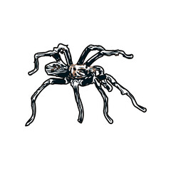 Color sketch of spider with transparent background