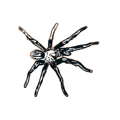 Color sketch of spider with transparent background