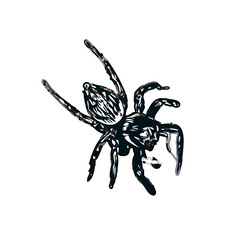 Color sketch of spider with transparent background