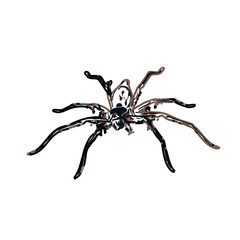 Color sketch of spider with transparent background