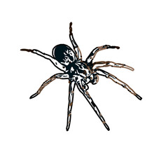 Color sketch of spider with transparent background