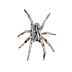 Color sketch of spider with transparent background