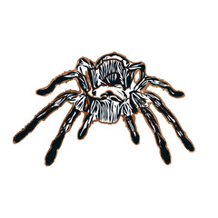 Color sketch of spider with transparent background