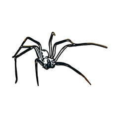 Color sketch of spider with transparent background