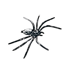 Color sketch of spider with transparent background