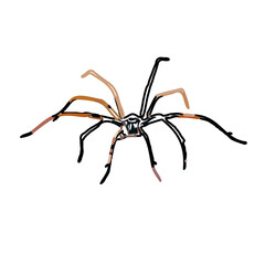 Color sketch of spider with transparent background