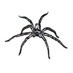 Color sketch of spider with transparent background