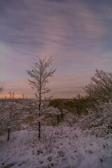 tree in winter