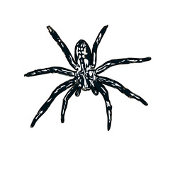 Color sketch of spider with transparent background