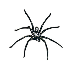 Color sketch of spider with transparent background