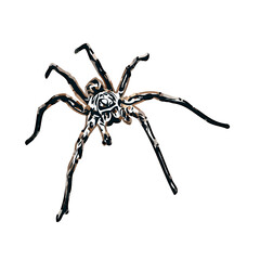 Color sketch of spider with transparent background