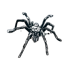 Color sketch of spider with transparent background
