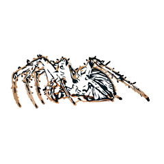 Color sketch of spider with transparent background