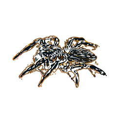 Color sketch of spider with transparent background