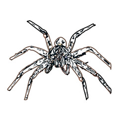 Color sketch of spider with transparent background